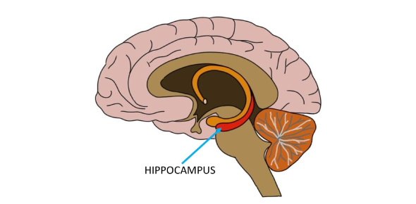 The Basic Neuroscience Trivia Quiz ProProfs Quiz
